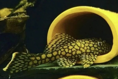 L519 Сом номерной Медовые соты (Rio Itenez)